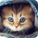 find a cat android application logo